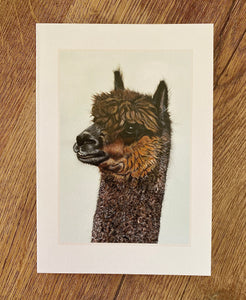 Alpaca Greetings Cards (pack of 3)