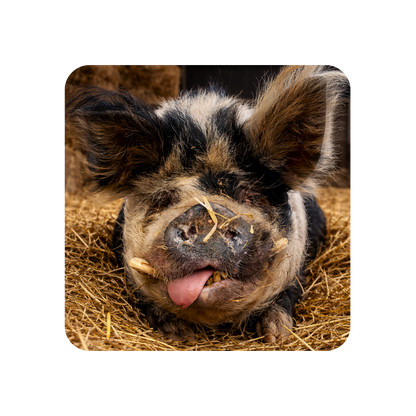 Kermit the Pig Coaster