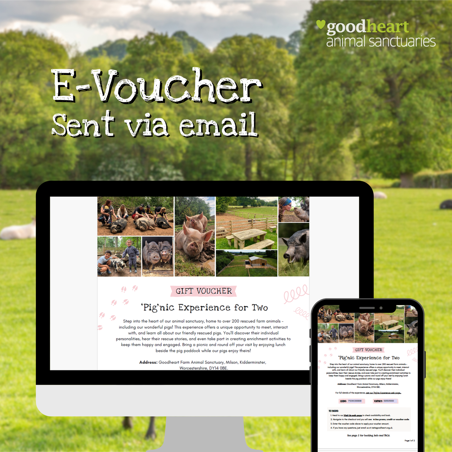 'Pig'nic Experience Gift Voucher