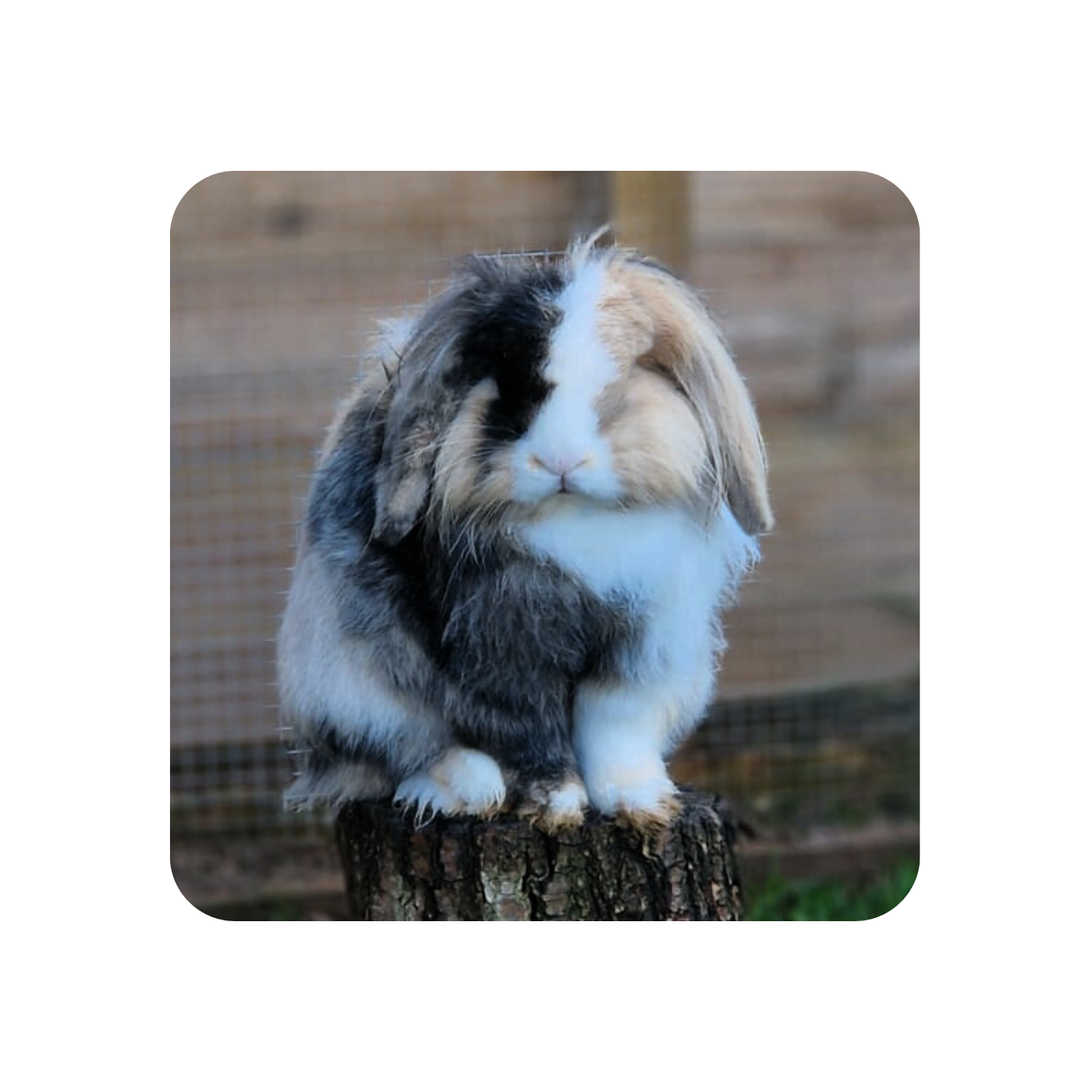 Bigwig the Rabbit Coaster