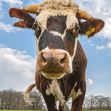 Load image into Gallery viewer, Rufus the Cow Digital Adoption Pack