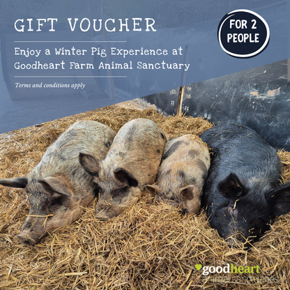 Winter Pig Experience for Two E-Voucher