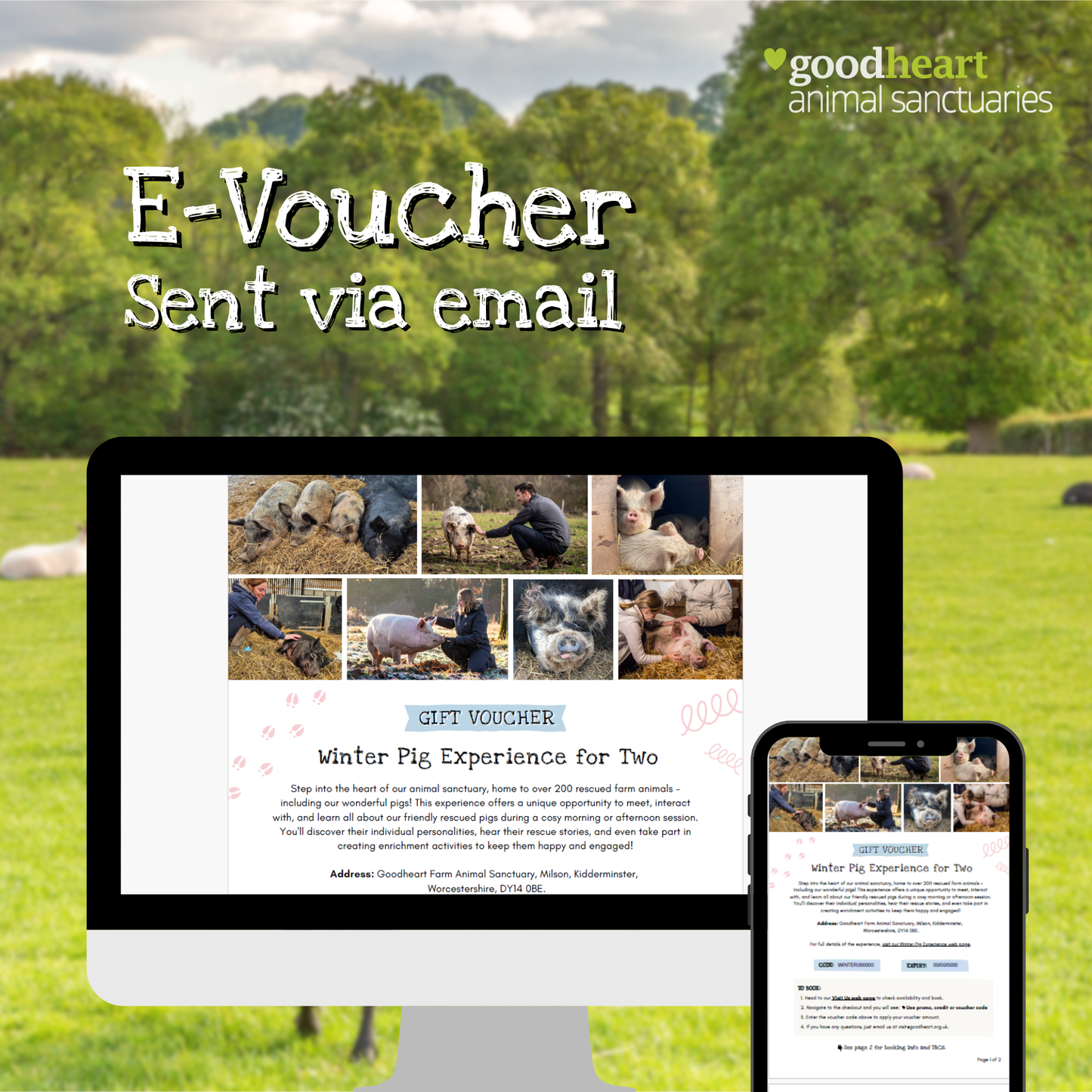 Winter Pig Experience Gift Voucher