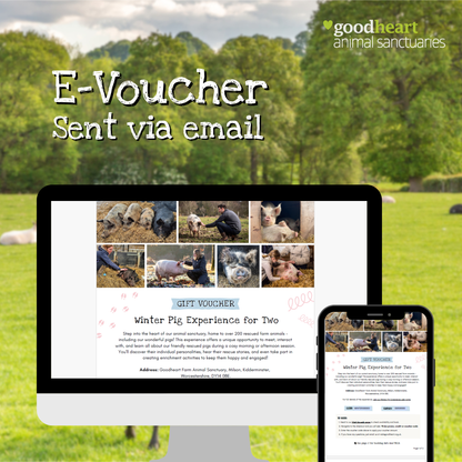 Winter Pig Experience Gift Voucher