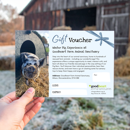 Winter Pig Experience Gift Voucher