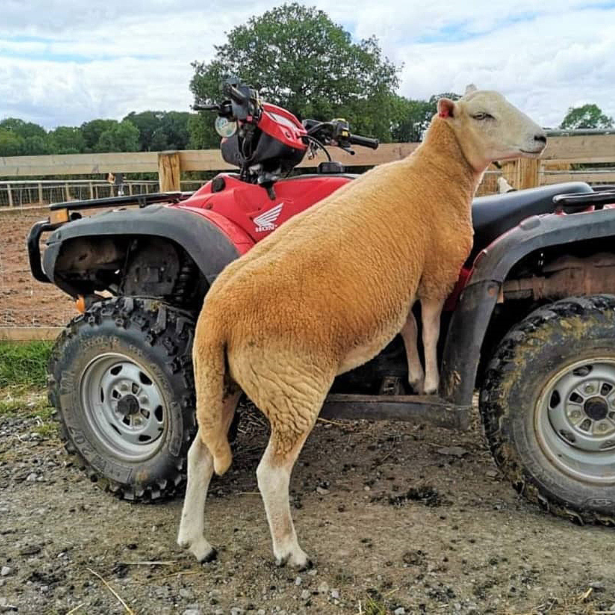 Fill our sanctuary quad bike