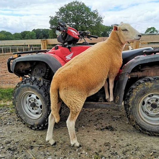 Fill our sanctuary quad bike