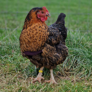 Medication for an elderly animal