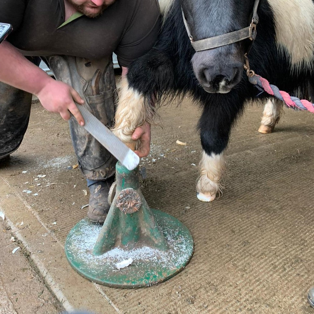 A hoof trim for our equines