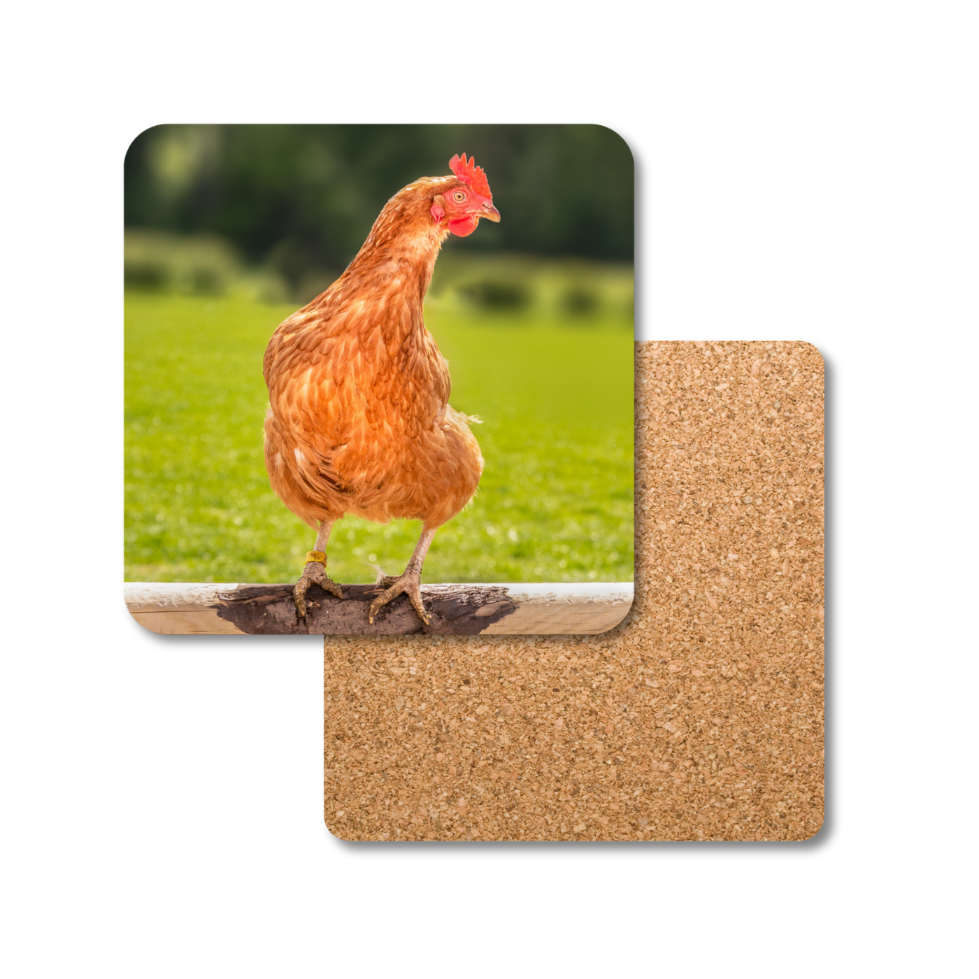 Dorothy the Hen Coaster