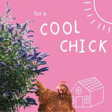Load image into Gallery viewer, Plant a Buddleija bush: For a cool chick