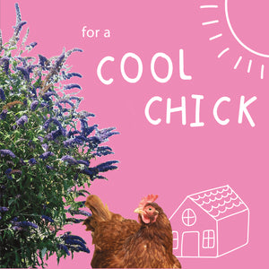 Plant a Buddleija bush: For a cool chick