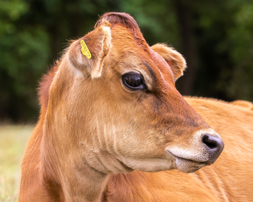 Adopt Duncan the Cow