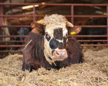 Load image into Gallery viewer, Rufus the Cow Adoption Box