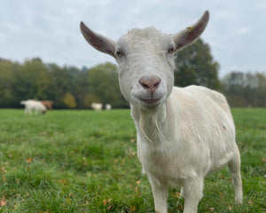Maisie the Goat Adoption Box