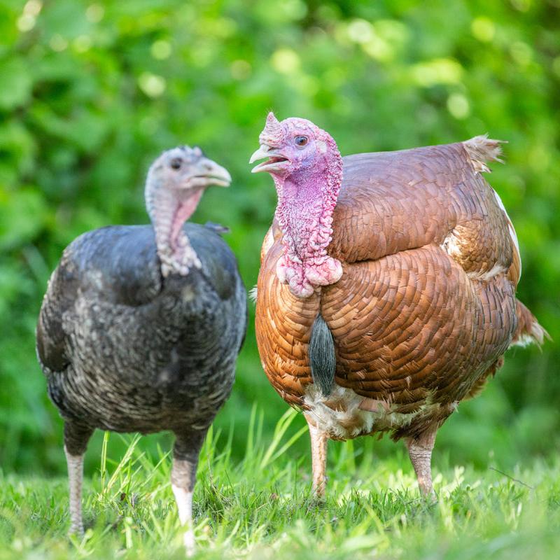 Colin and Susan the Turkeys Adoption Box – Goodheart Animal Sanctuaries