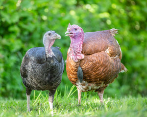 Colin and Susan the Turkeys Adoption Box